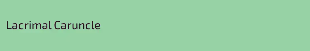 Lacrimal Caruncle
